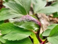 Urocystis anemones