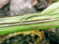 Urocystis avenae-elatioris