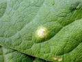 Uromyces_appendiculatus.jpg