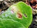Uromyces_ficariae.jpg