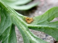Uromyces_lineolatus.jpg