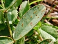 Uromyces onobrychidis