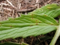 Uromyces valerianae