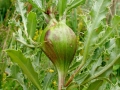 Urophora_cardui.jpg