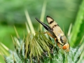 Urophora_stylata_Weibchen.jpg