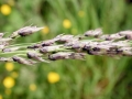 Ustilago avenae