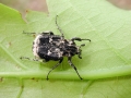 Valgus_hemipterus_Maennchen.jpg