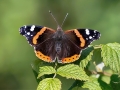 Vanessa_atalanta.jpg