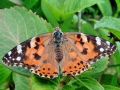 Vanessa cardui