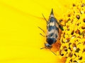 Variimorda villosa