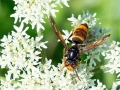 Vespa_velutina_nigrithorax.jpg