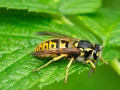 Vespula_germanica_Koenigin.jpg
