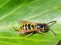 Vespula_vulgaris.jpg