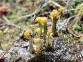 Vibrissea_truncorum.jpg