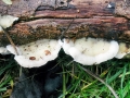 Vitreoporus_dichrous.jpg
