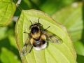 Volucella bombylans