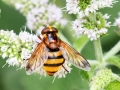 Volucella inanis