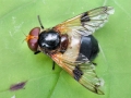 Volucella_pellucens_Weibchen.jpg