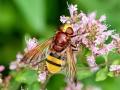 Volucella zonaria