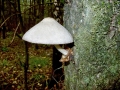 Volvariella bombycina