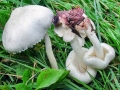 Volvariella_hypopithys.jpg