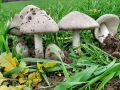 Volvopluteus_gloiocephalus.jpg