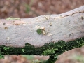 Vuilleminia_comedens.jpg