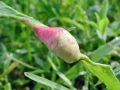 Wachtliella_persicariae.jpg