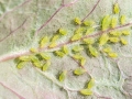 Wahlgreniella_nervata.jpg