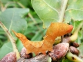 Watsonalla_binaria_Raupe.jpg