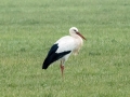 Weissstorch.jpg