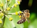 Apis mellifera