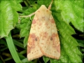 Xanthia_icteritia.jpg