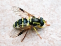 Xanthogramma_pedissequum.jpg
