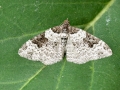 Xanthorhoe_fluctuata.jpg