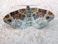 Xanthorhoe spadicearia
