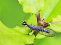 Xanthostigma xanthostigma