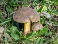 Xerocomellus_chrysenteron.jpg