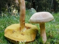Xerocomus_subtomentosus.jpg