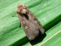 Xestia xanthographa