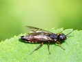 Xiphydria_camelus_Maennchen.jpg