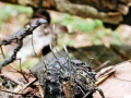Xylaria_carpophila.jpg
