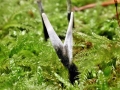 Xylaria_hypoxylon.jpg