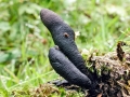 Xylaria_longipes.jpg