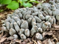 Xylaria_polymorpha.jpg