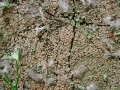 Xylobolus_frustulatus.jpg