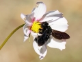 Xylocopa_violacea_Weibchen.jpg
