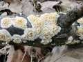 Xylodon_radula.jpg