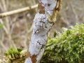 Xylodon sambuci