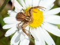 Xysticus cf. cristatus